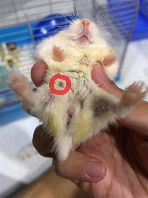 Dwarf Hamster Penis Hanging Out: Causes and Solutions